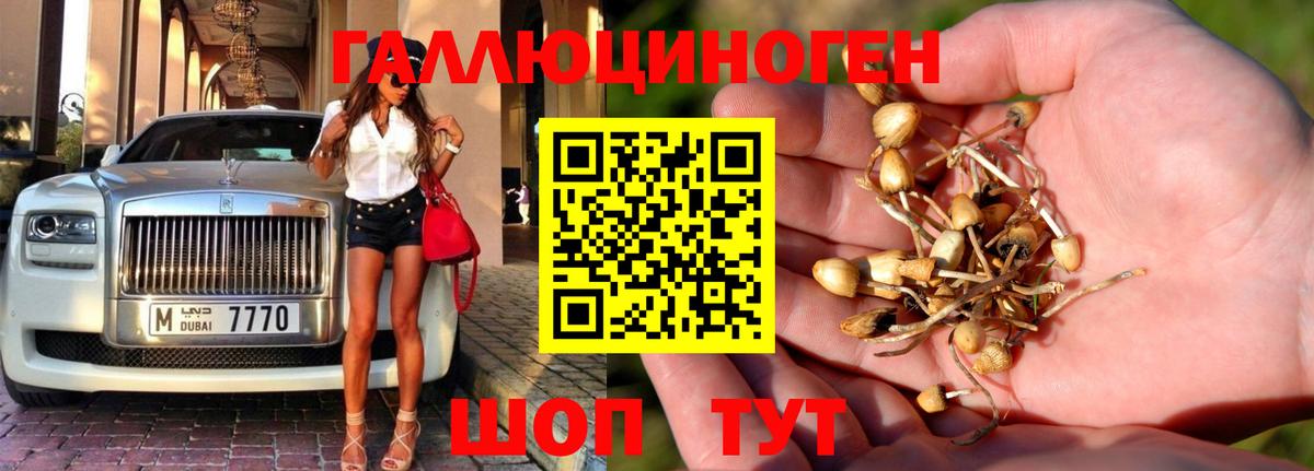Псилоцибиновые грибы Psilocybine cubensis Нерюнгри